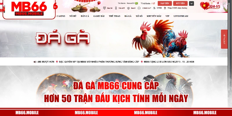 Đá gà MB66 cung cấp hơn 50 trận đấu kịch tính mỗi ngày