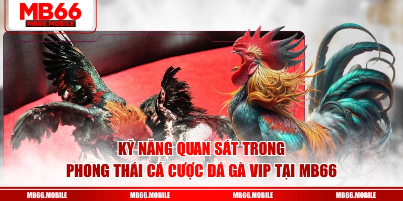 Kỹ năng quan sát trong phong thái cá cược đá gà VIP tại MB66