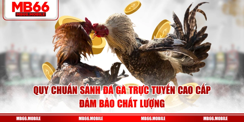 Quy chuẩn sảnh đá gà trực tuyến cao cấp đảm bảo chất lượng