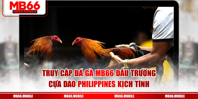 Truy cập đá gà MB66 đấu trường cựa dao Philippines kịch tính